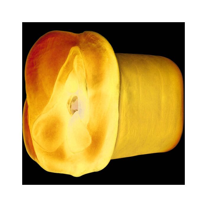 Apollo Blue masturbador dupla densidade